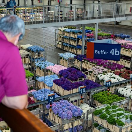 Bezoek Royal FloraHolland